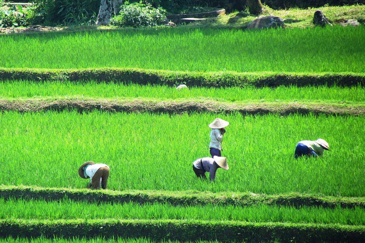 terrazze di risaie a Bali