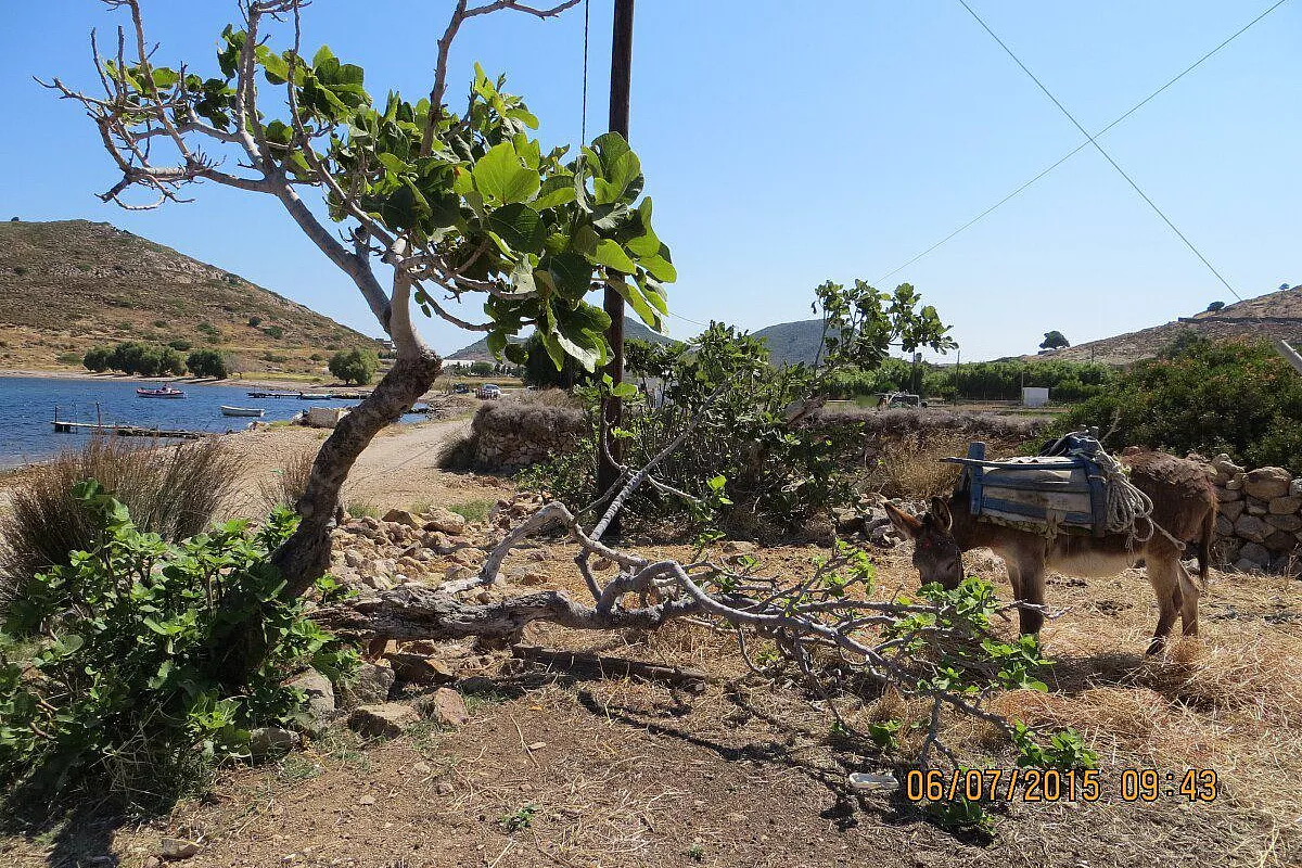 Asinelli nella baia di Stavros