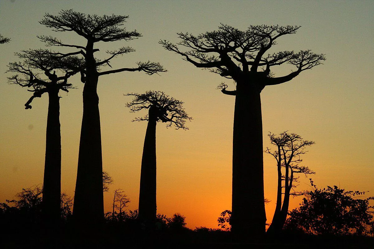 Baobab