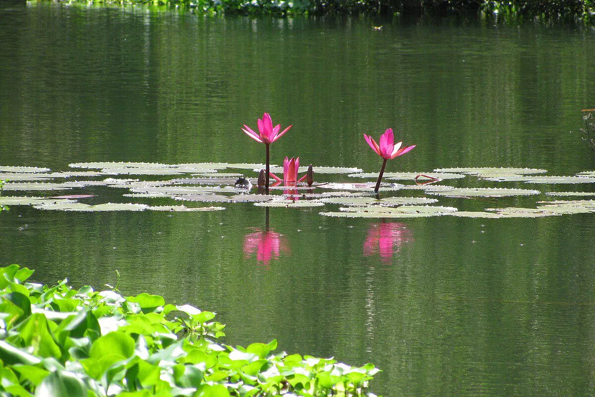 Ninpheae stellata : il fiore simbolo dello Sri Lanka