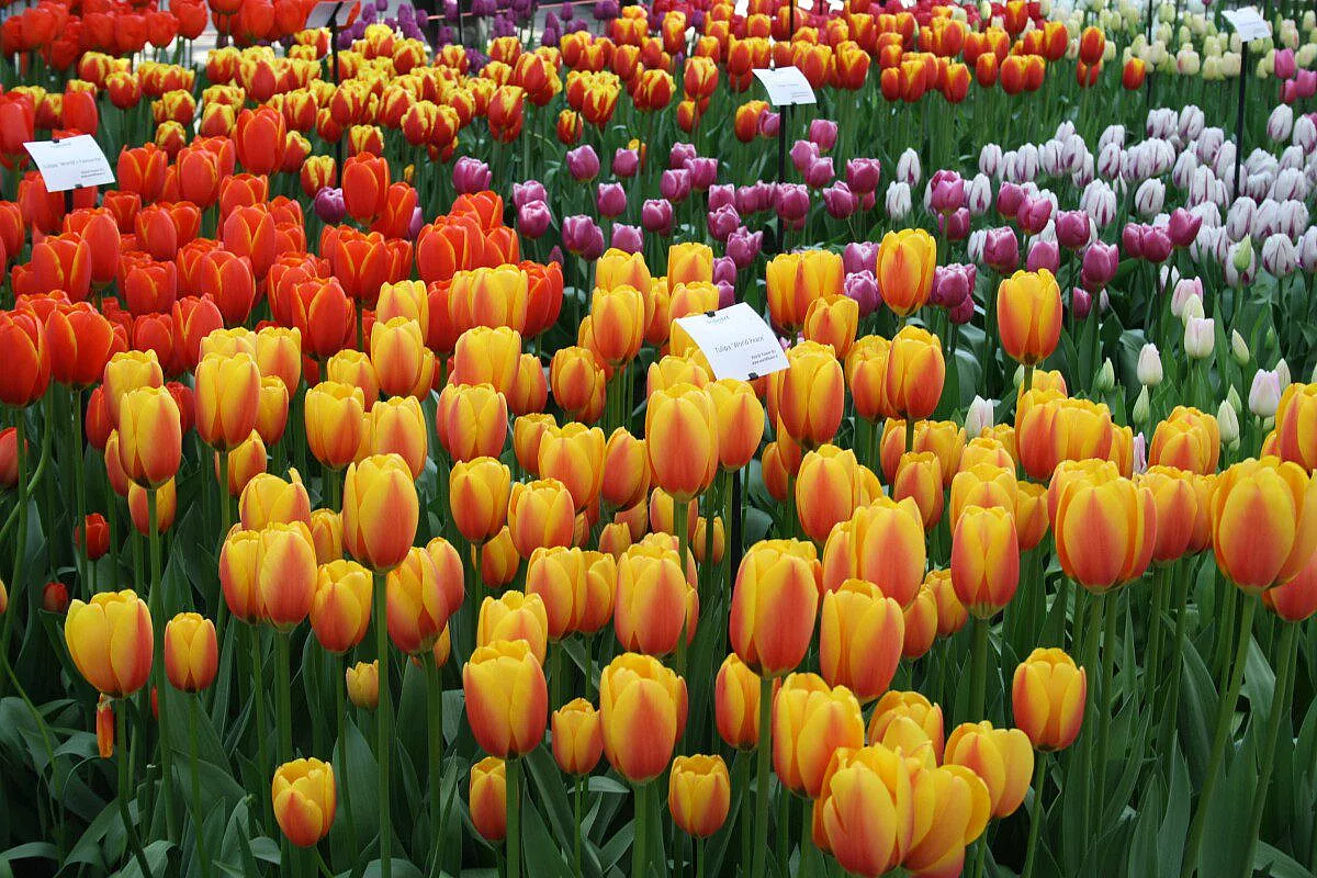 Un tuffo nelle mille sfumature dei tulipani