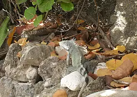 turistipercaso curacao-x351a
