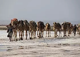 turistipercaso dancalia-1t88m