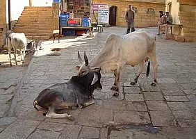 turistipercaso delhi-wkphb
