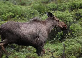 turistipercaso denali-jgx43