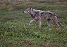 turistipercaso denali-ukawf