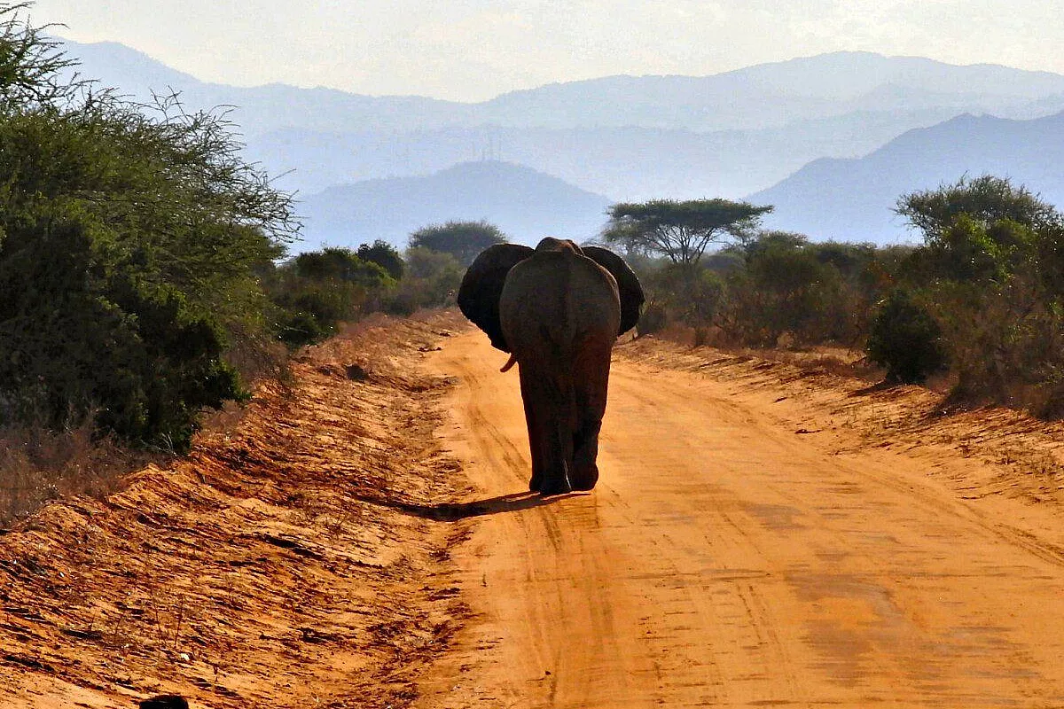 KENYA, UN SAFARI DI EMOZIONI