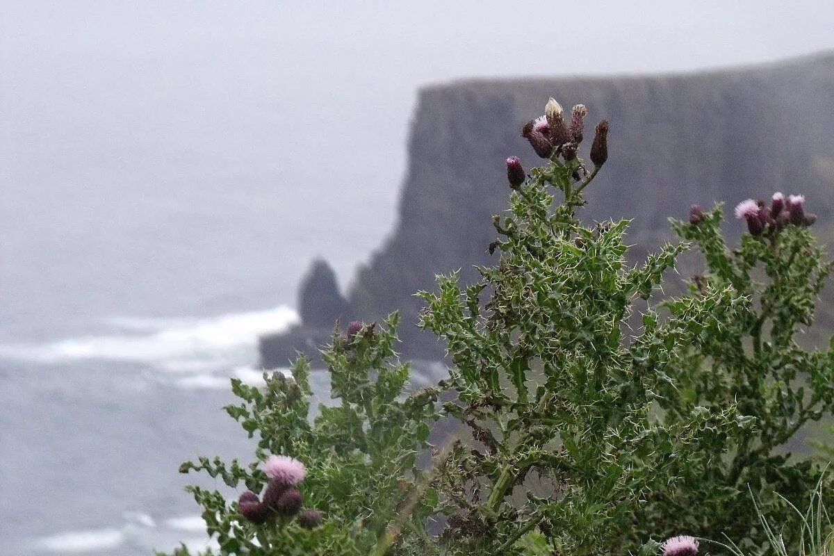 CLIFFS OF MOHER