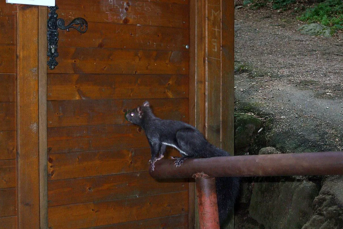 Addio al nubilato di Lauretten