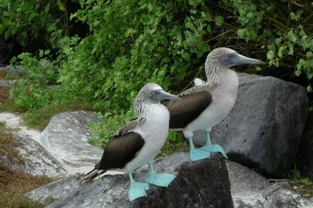 Ecuador: dalle Ande alle Galapagos!