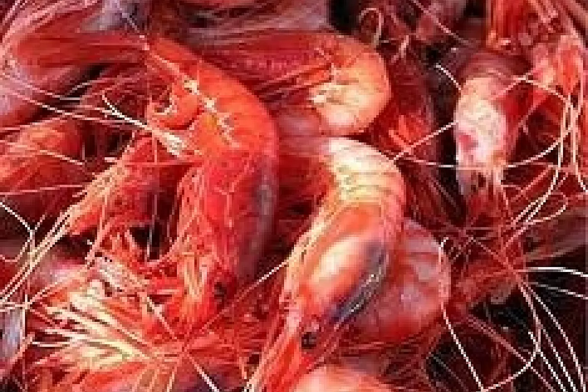 Ceviche de camarones