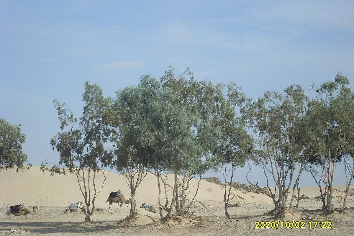 Hammamet