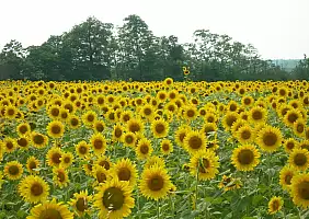 turistipercaso emilia-romagna-t176z
