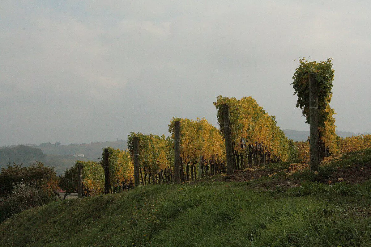Vigneti