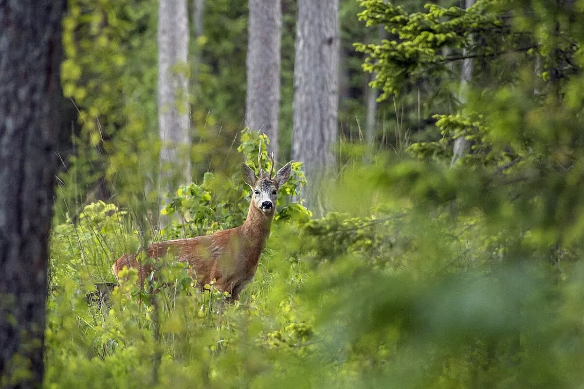 Attraverso le foreste delle Repubbliche Baltiche