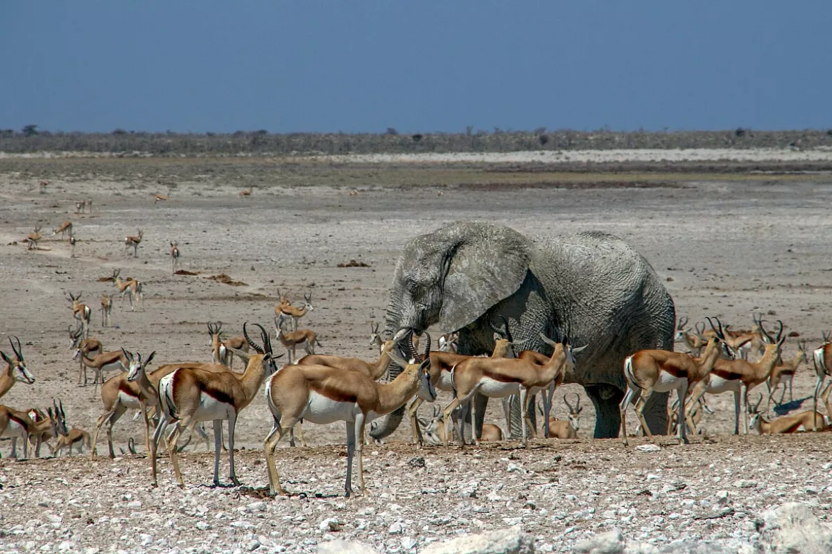 Etosha