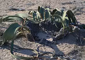 turistipercaso etosha-9x8qs