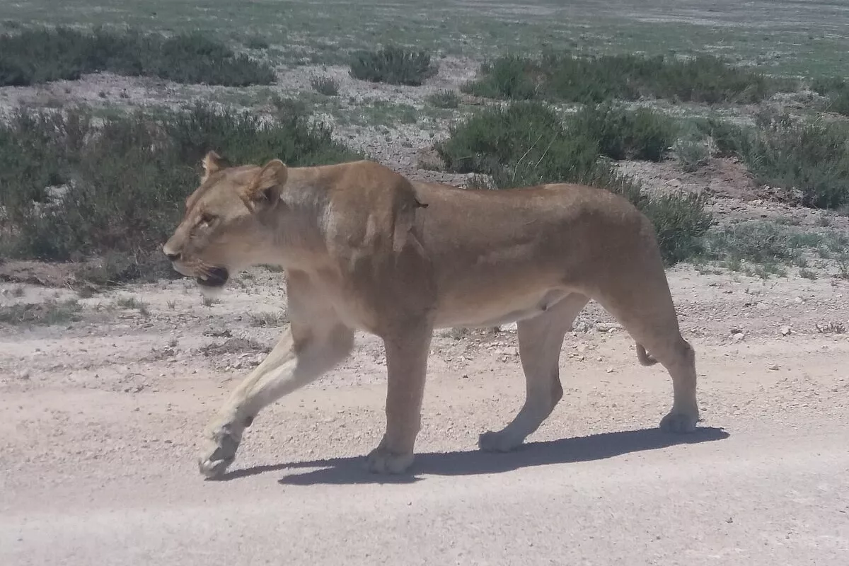 NAMIBIA A CAPODANNO