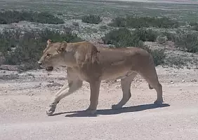 turistipercaso etosha-dej3j