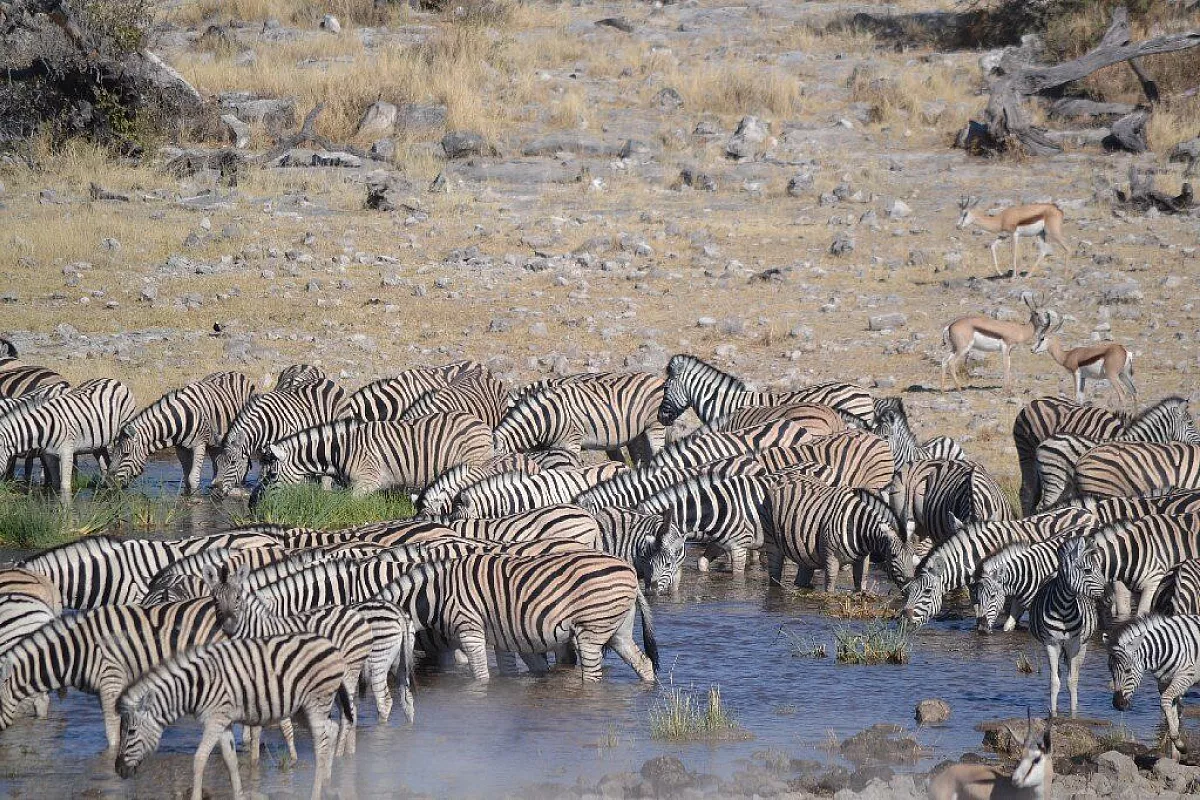 Animali alla fonte nel parco Etosha