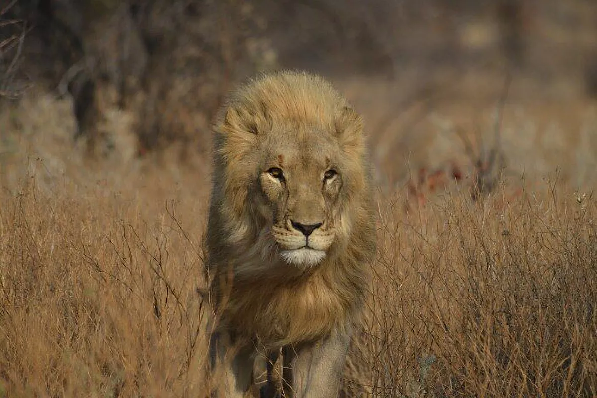 The King