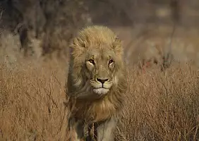 turistipercaso etosha-sk4qs