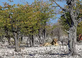 turistipercaso etosha-vw3hn