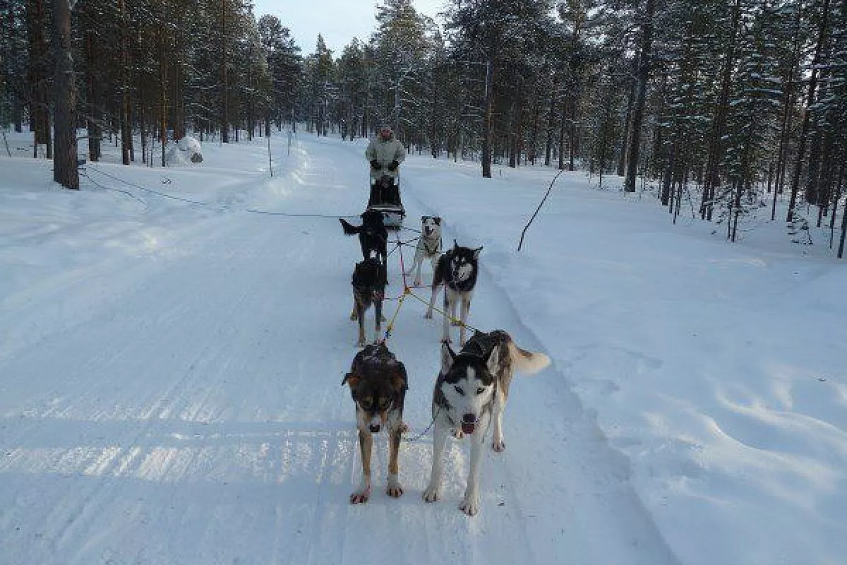 Safari con gli husky