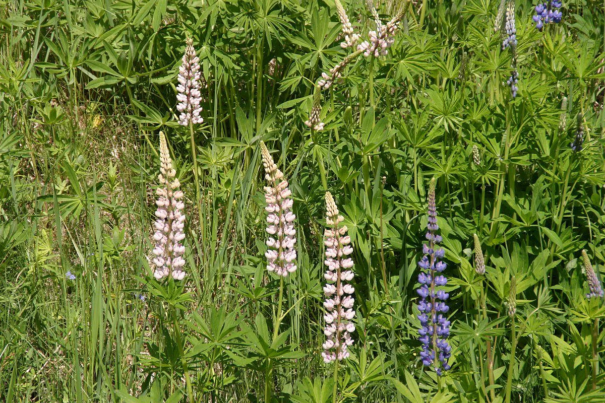 Fiori