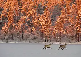turistipercaso finlandia-ktqqx