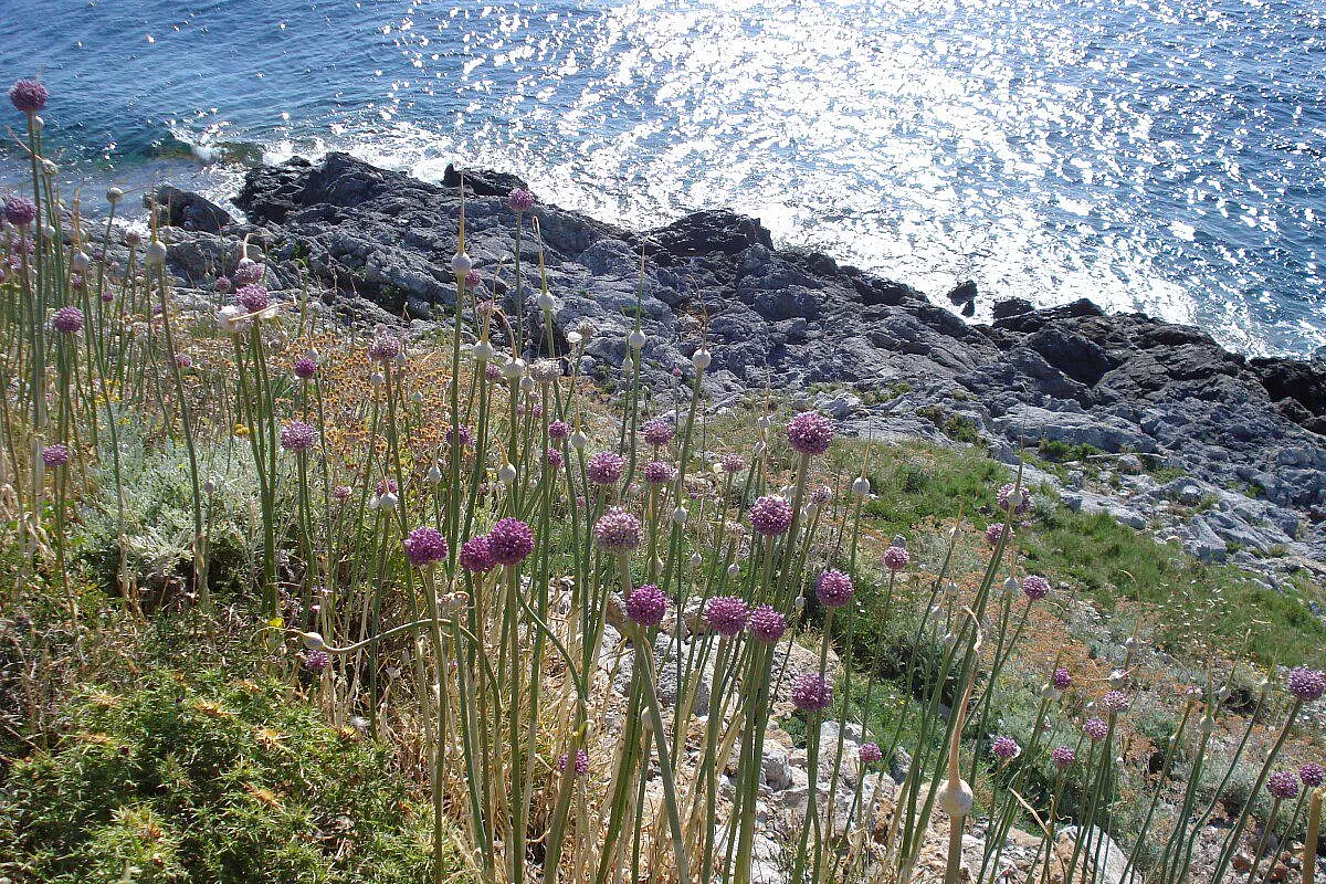 Corsica isola del vento