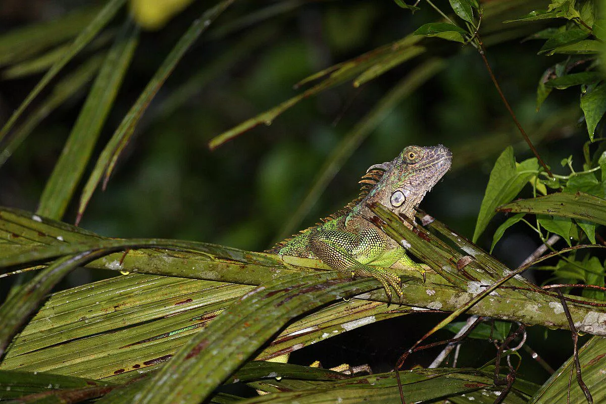 iguana verde