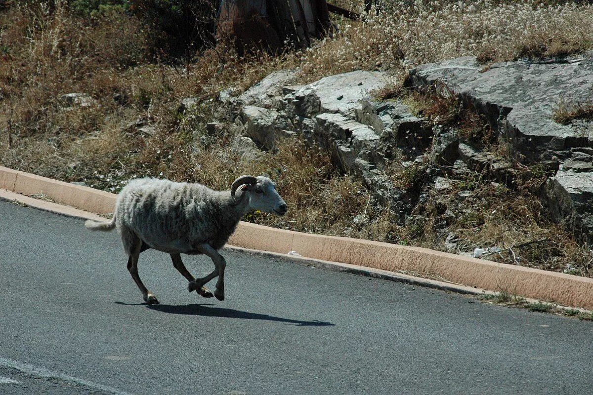 pecora