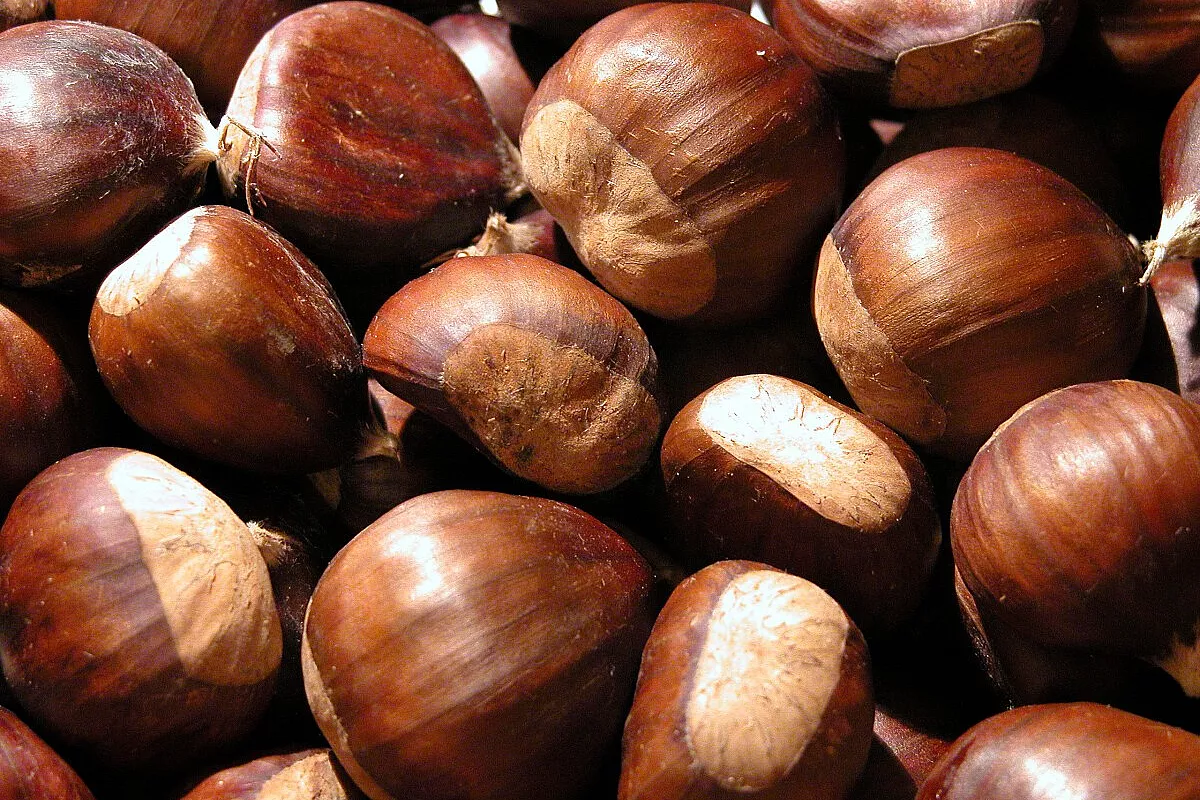 Torta di castagne