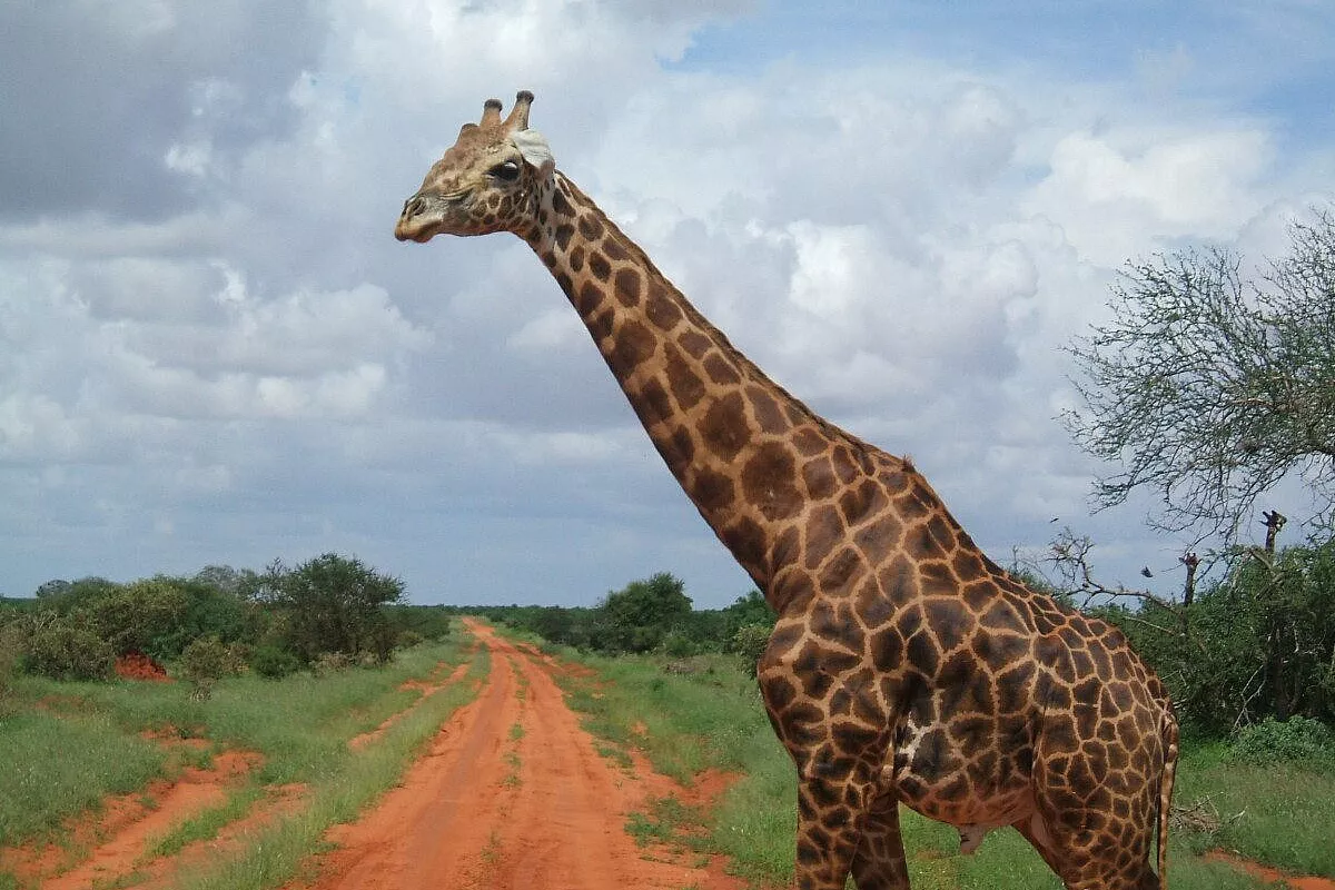 Kwaheri Kenya, arrivederci Kenya