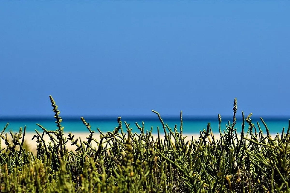 Fuerteventura la selvaggia
