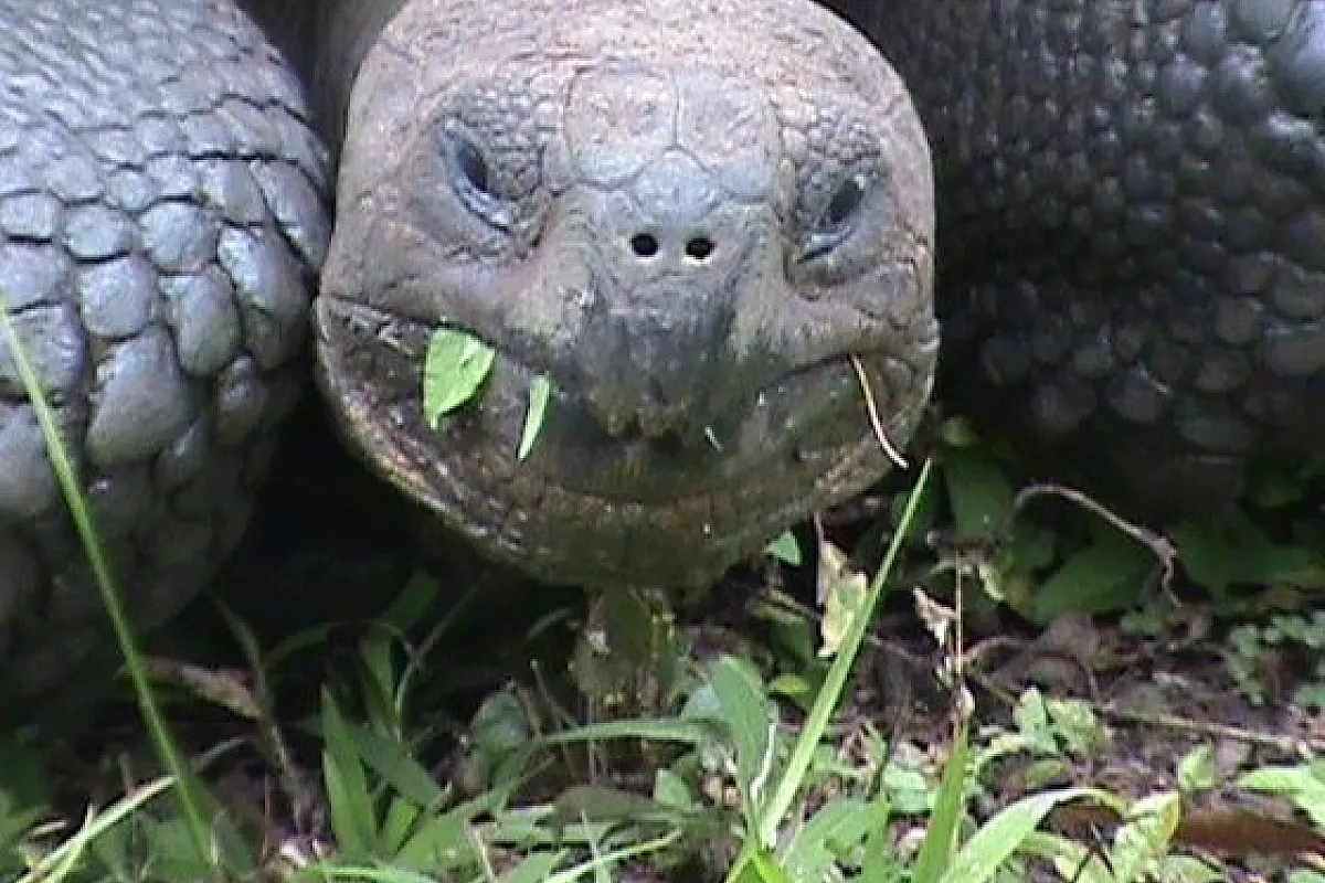 Galapagos diventate realtà