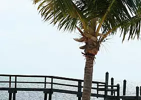 turistipercaso grand-bahama-4p6pz
