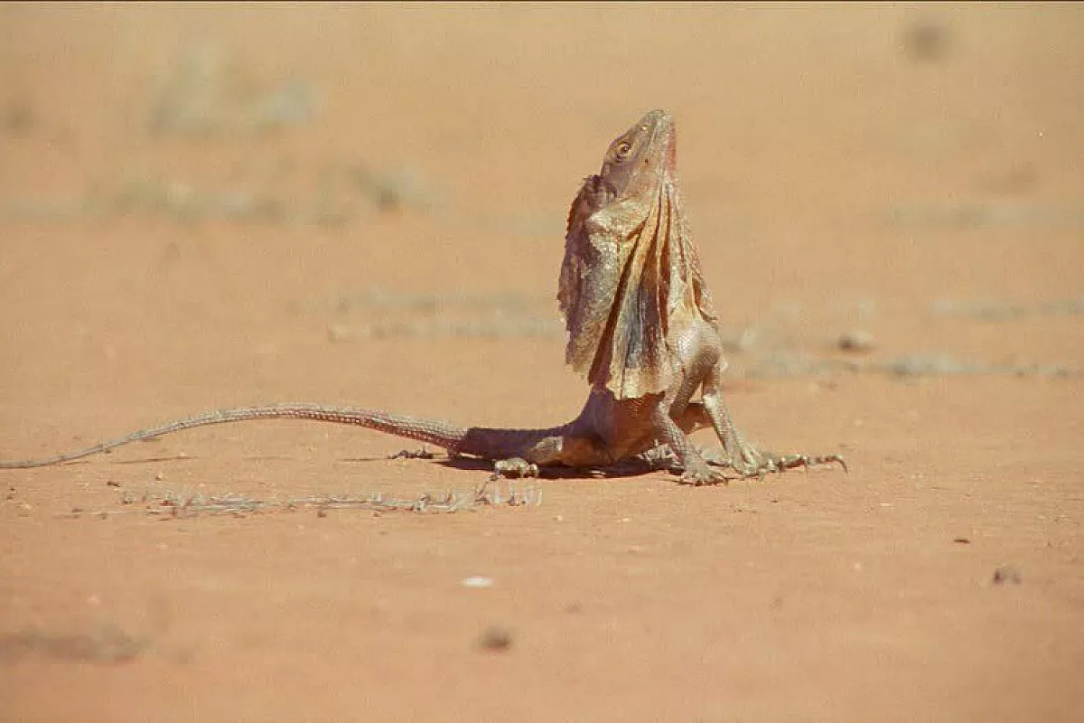 Australia: outback on the road