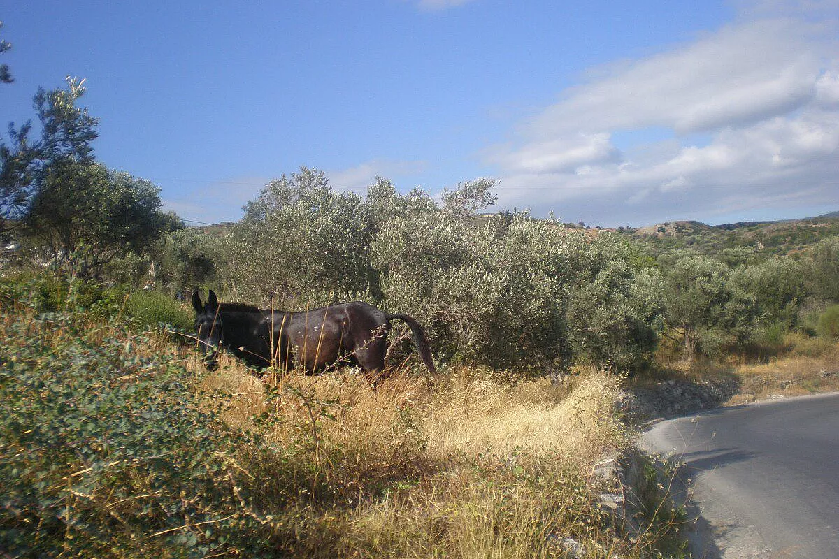 Samos- meravigliosamente verde!