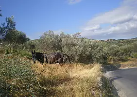 turistipercaso grecia-sh6hg