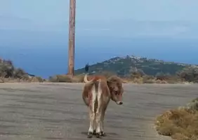 turistipercaso grecia-x6vpg