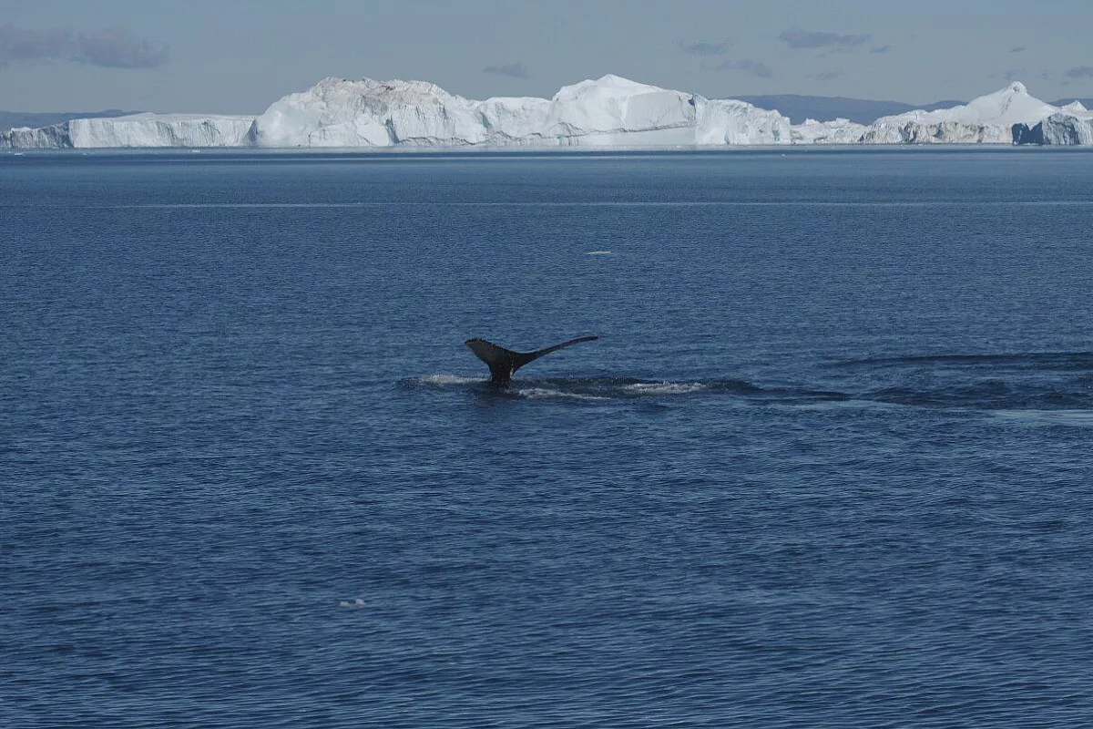 Balena e iceberg