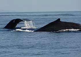 turistipercaso hawaii-24s7q