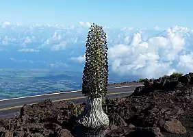 turistipercaso hawaii-3yfy6