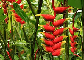 turistipercaso hawaii-8a2df