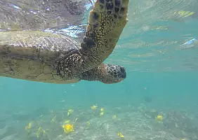 turistipercaso hawaii-dy8jj
