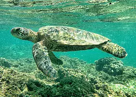 turistipercaso hawaii-fet1u