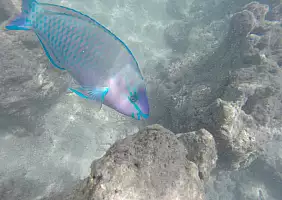 turistipercaso hawaii-hue2w