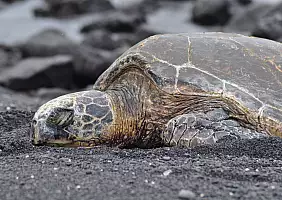 turistipercaso hawaii-kuf8k